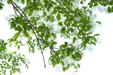 Çin fringetree (Chionanthus retusus) çiçekleri. Oleaceae yapraklı ağacı. Küçük beyaz çiçekler yazın başlarında panikle çiçek açar. Nesli tükenme tehlikesi olan nadir bir ağaçtır..