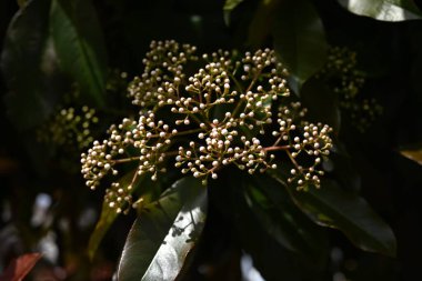  Japon fotinyası (Photinia glabra) çiçekleri. Rosaceae her zaman yeşildir. Yazın başlarında, beş yapraklı çok sayıda küçük beyaz çiçekle döngüler üretir..