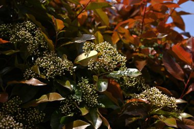  Japon fotinyası (Photinia glabra) çiçekleri. Rosaceae her zaman yeşildir. Yazın başlarında, beş yapraklı çok sayıda küçük beyaz çiçekle döngüler üretir..