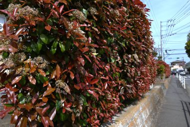  Japon fotinyası (Photinia glabra) çiçekleri. Rosaceae her zaman yeşildir. Yazın başlarında, beş yapraklı çok sayıda küçük beyaz çiçekle döngüler üretir..