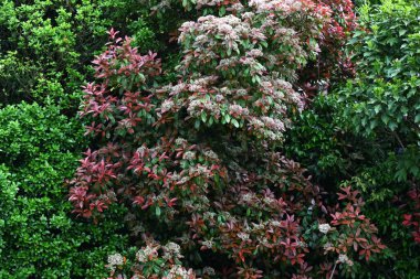  Japon fotinyası (Photinia glabra) çiçekleri. Rosaceae her zaman yeşildir. Yazın başlarında, beş yapraklı çok sayıda küçük beyaz çiçekle döngüler üretir..