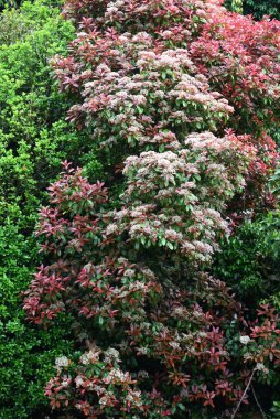  Japon fotinyası (Photinia glabra) çiçekleri. Rosaceae her zaman yeşildir. Yazın başlarında, beş yapraklı çok sayıda küçük beyaz çiçekle döngüler üretir..