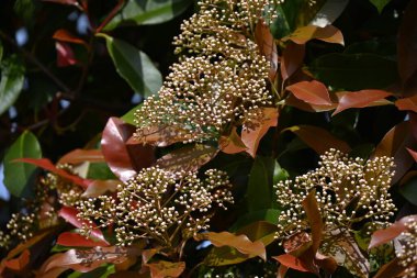  Japon fotinyası (Photinia glabra) çiçekleri. Rosaceae her zaman yeşildir. Yazın başlarında, beş yapraklı çok sayıda küçük beyaz çiçekle döngüler üretir..