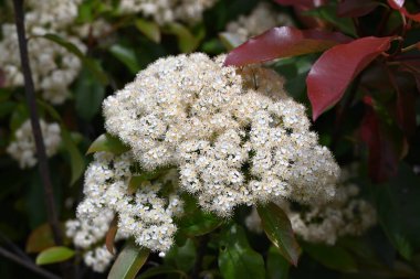  Japon fotinyası (Photinia glabra) çiçekleri. Rosaceae her zaman yeşildir. Yazın başlarında, beş yapraklı çok sayıda küçük beyaz çiçekle döngüler üretir..