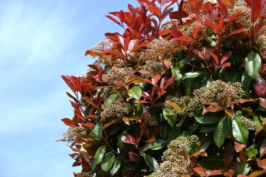  Japon fotinyası (Photinia glabra) çiçekleri. Rosaceae her zaman yeşildir. Yazın başlarında, beş yapraklı çok sayıda küçük beyaz çiçekle döngüler üretir..