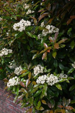  Japon fotinyası (Photinia glabra) çiçekleri. Rosaceae her zaman yeşildir. Yazın başlarında, beş yapraklı çok sayıda küçük beyaz çiçekle döngüler üretir..