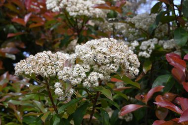  Japon fotinyası (Photinia glabra) çiçekleri. Rosaceae her zaman yeşildir. Yazın başlarında, beş yapraklı çok sayıda küçük beyaz çiçekle döngüler üretir..
