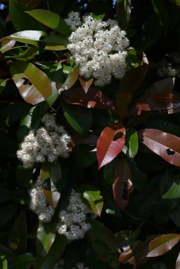  Japon fotinyası (Photinia glabra) çiçekleri. Rosaceae her zaman yeşildir. Yazın başlarında, beş yapraklı çok sayıda küçük beyaz çiçekle döngüler üretir..