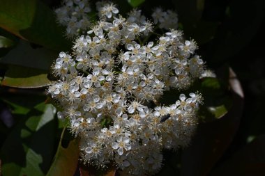  Japon fotinyası (Photinia glabra) çiçekleri. Rosaceae her zaman yeşildir. Yazın başlarında, beş yapraklı çok sayıda küçük beyaz çiçekle döngüler üretir..