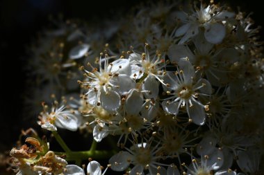  Japon fotinyası (Photinia glabra) çiçekleri. Rosaceae her zaman yeşildir. Yazın başlarında, beş yapraklı çok sayıda küçük beyaz çiçekle döngüler üretir..