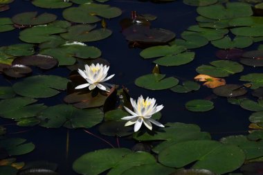 Su zambağı (Nymphaea cokorata) çiçekleri. Nymphaeaceae daimi su bitkileri. Çiçek mevsimi yazın başından sonbahara kadar sürer..