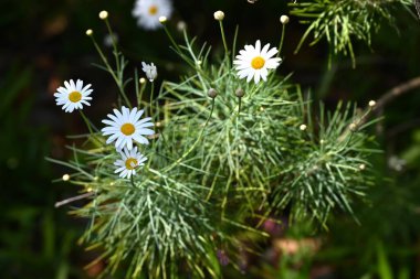 Tenerife beyaz Marguerite çiçekleri ve yaprakları. Asteraceae, Kanarya Adaları 'na özgü bitkilerden biridir. Nisan 'dan Haziran' a kadar zarif beyaz çiçekler açar..