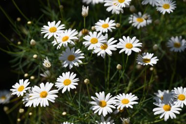 Tenerife beyaz Marguerite çiçekleri ve yaprakları. Asteraceae, Kanarya Adaları 'na özgü bitkilerden biridir. Nisan 'dan Haziran' a kadar zarif beyaz çiçekler açar..
