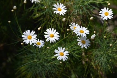 Tenerife beyaz Marguerite çiçekleri ve yaprakları. Asteraceae, Kanarya Adaları 'na özgü bitkilerden biridir. Nisan 'dan Haziran' a kadar zarif beyaz çiçekler açar..