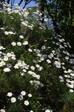 Tenerife beyaz Marguerite çiçekleri ve yaprakları. Asteraceae, Kanarya Adaları 'na özgü bitkilerden biridir. Nisan 'dan Haziran' a kadar zarif beyaz çiçekler açar..