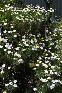 Tenerife beyaz Marguerite çiçekleri ve yaprakları. Asteraceae, Kanarya Adaları 'na özgü bitkilerden biridir. Nisan 'dan Haziran' a kadar zarif beyaz çiçekler açar..