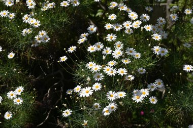 Tenerife beyaz Marguerite çiçekleri ve yaprakları. Asteraceae, Kanarya Adaları 'na özgü bitkilerden biridir. Nisan 'dan Haziran' a kadar zarif beyaz çiçekler açar..