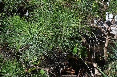 Tenerife beyaz Marguerite çiçekleri ve yaprakları. Asteraceae, Kanarya Adaları 'na özgü bitkilerden biridir. Nisan 'dan Haziran' a kadar zarif beyaz çiçekler açar..