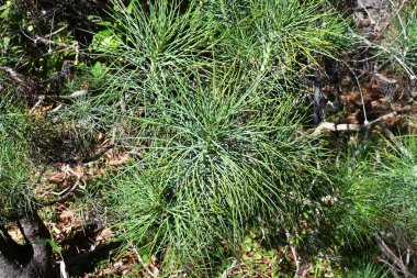 Tenerife beyaz Marguerite çiçekleri ve yaprakları. Asteraceae, Kanarya Adaları 'na özgü bitkilerden biridir. Nisan 'dan Haziran' a kadar zarif beyaz çiçekler açar..