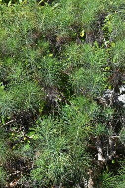 Tenerife beyaz Marguerite çiçekleri ve yaprakları. Asteraceae, Kanarya Adaları 'na özgü bitkilerden biridir. Nisan 'dan Haziran' a kadar zarif beyaz çiçekler açar..
