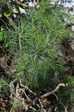 Tenerife beyaz Marguerite çiçekleri ve yaprakları. Asteraceae, Kanarya Adaları 'na özgü bitkilerden biridir. Nisan 'dan Haziran' a kadar zarif beyaz çiçekler açar..