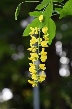 Altın zincir (Laburnum anagyroides) çiçekler. Fabaceae desiduius ağacı. Tatlı kokulu, kelebek şeklinde sarı çiçekler yazın başlarında yarışlarda açar, ama bitki zehirlidir..