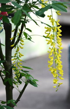 Altın zincir (Laburnum anagyroides) çiçekler. Fabaceae desiduius ağacı. Tatlı kokulu, kelebek şeklinde sarı çiçekler yazın başlarında yarışlarda açar, ama bitki zehirlidir..