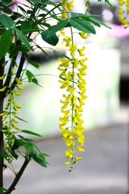 Altın zincir (Laburnum anagyroides) çiçekler. Fabaceae desiduius ağacı. Tatlı kokulu, kelebek şeklinde sarı çiçekler yazın başlarında yarışlarda açar, ama bitki zehirlidir..