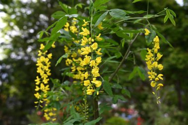 Altın zincir (Laburnum anagyroides) çiçekler. Fabaceae desiduius ağacı. Tatlı kokulu, kelebek şeklinde sarı çiçekler yazın başlarında yarışlarda açar, ama bitki zehirlidir..