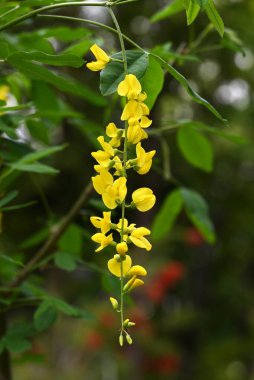 Altın zincir (Laburnum anagyroides) çiçekler. Fabaceae desiduius ağacı. Tatlı kokulu, kelebek şeklinde sarı çiçekler yazın başlarında yarışlarda açar, ama bitki zehirlidir..