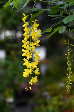 Altın zincir (Laburnum anagyroides) çiçekler. Fabaceae desiduius ağacı. Tatlı kokulu, kelebek şeklinde sarı çiçekler yazın başlarında yarışlarda açar, ama bitki zehirlidir..
