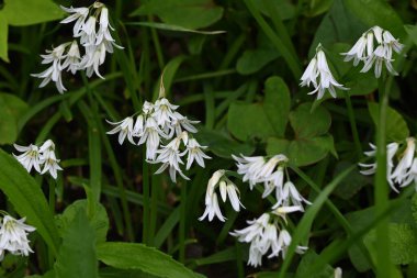 Alium triquetrum (üç köşeli pırasa) çiçekleri tam çiçek. Amarillidaceae soğanlı bitkiler ve yapraklarında yeşil çizgiler olan beyaz çiçekler üretir..