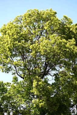  Kafur ağacı (Cinnamomum camphora) Taze yeşil yapraklar ve çiçekler. Lauraceae Evergreen ağacı. Sayısız küçük sarı-yeşil çiçekler yazın başlarında paniğe kapılır..
