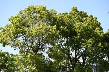  Kafur ağacı (Cinnamomum camphora) Taze yeşil yapraklar ve çiçekler. Lauraceae Evergreen ağacı. Sayısız küçük sarı-yeşil çiçekler yazın başlarında paniğe kapılır..