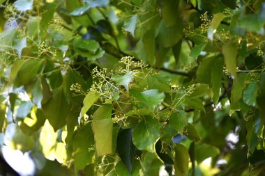  Kafur ağacı (Cinnamomum camphora) Taze yeşil yapraklar ve çiçekler. Lauraceae Evergreen ağacı. Sayısız küçük sarı-yeşil çiçekler yazın başlarında paniğe kapılır..