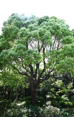  Kafur ağacı (Cinnamomum camphora) Taze yeşil yapraklar ve çiçekler. Lauraceae Evergreen ağacı. Sayısız küçük sarı-yeşil çiçekler yazın başlarında paniğe kapılır..