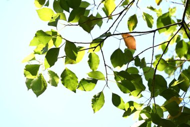  Kafur ağacı (Cinnamomum camphora) Taze yeşil yapraklar ve çiçekler. Lauraceae Evergreen ağacı. Sayısız küçük sarı-yeşil çiçekler yazın başlarında paniğe kapılır..