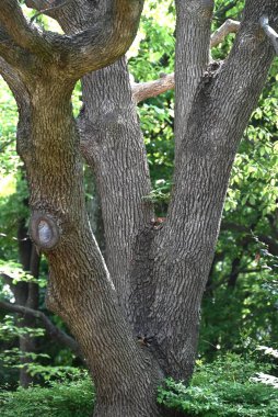  Kafur ağacı (Cinnamomum camphora) Taze yeşil yapraklar ve çiçekler. Lauraceae Evergreen ağacı. Sayısız küçük sarı-yeşil çiçekler yazın başlarında paniğe kapılır..