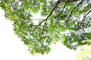  Kafur ağacı (Cinnamomum camphora) Taze yeşil yapraklar ve çiçekler. Lauraceae Evergreen ağacı. Sayısız küçük sarı-yeşil çiçekler yazın başlarında paniğe kapılır..