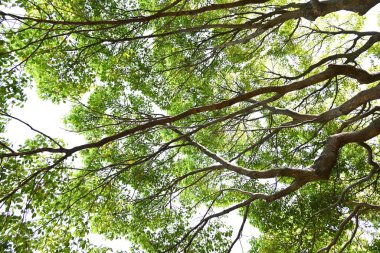  Kafur ağacı (Cinnamomum camphora) Taze yeşil yapraklar ve çiçekler. Lauraceae Evergreen ağacı. Sayısız küçük sarı-yeşil çiçekler yazın başlarında paniğe kapılır..