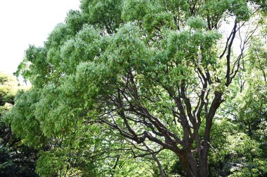  Kafur ağacı (Cinnamomum camphora) Taze yeşil yapraklar ve çiçekler. Lauraceae Evergreen ağacı. Sayısız küçük sarı-yeşil çiçekler yazın başlarında paniğe kapılır..