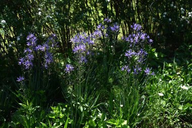 Camassia çiçekleri. Kuşkonmaz soğanlı bitkiler. Yıldız şeklinde, altı yapraklı, mavi-mor çiçekler Nisan 'dan Mayıs' a kadar açar..