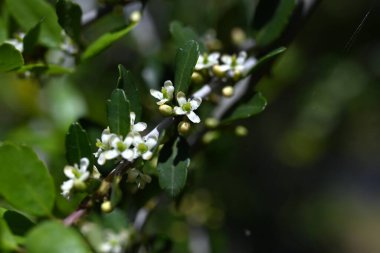  Ilex kusma 'Pendula' (Ağlayan Yaon Holly) çiçekleri. Dioecious Aquifoliaceae hep yeşil çalı. Küçük beyaz çiçekler yazın başlarında açar..