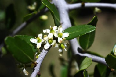  Ilex kusma 'Pendula' (Ağlayan Yaon Holly) çiçekleri. Dioecious Aquifoliaceae hep yeşil çalı. Küçük beyaz çiçekler yazın başlarında açar..