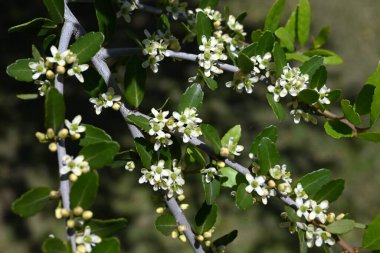  Ilex kusma 'Pendula' (Ağlayan Yaon Holly) çiçekleri. Dioecious Aquifoliaceae hep yeşil çalı. Küçük beyaz çiçekler yazın başlarında açar..