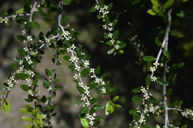  Ilex kusma 'Pendula' (Ağlayan Yaon Holly) çiçekleri. Dioecious Aquifoliaceae hep yeşil çalı. Küçük beyaz çiçekler yazın başlarında açar..