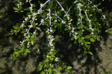  Ilex kusma 'Pendula' (Ağlayan Yaon Holly) çiçekleri. Dioecious Aquifoliaceae hep yeşil çalı. Küçük beyaz çiçekler yazın başlarında açar..