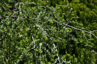  Ilex kusma 'Pendula' (Ağlayan Yaon Holly) çiçekleri. Dioecious Aquifoliaceae hep yeşil çalı. Küçük beyaz çiçekler yazın başlarında açar..