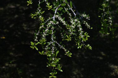  Ilex kusma 'Pendula' (Ağlayan Yaon Holly) çiçekleri. Dioecious Aquifoliaceae hep yeşil çalı. Küçük beyaz çiçekler yazın başlarında açar..