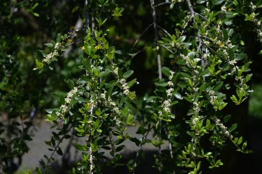  Ilex kusma 'Pendula' (Ağlayan Yaon Holly) çiçekleri. Dioecious Aquifoliaceae hep yeşil çalı. Küçük beyaz çiçekler yazın başlarında açar..